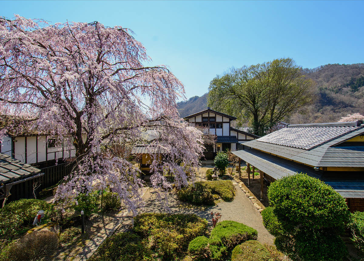 中庭 しだれ桜/旅籠屋丸一