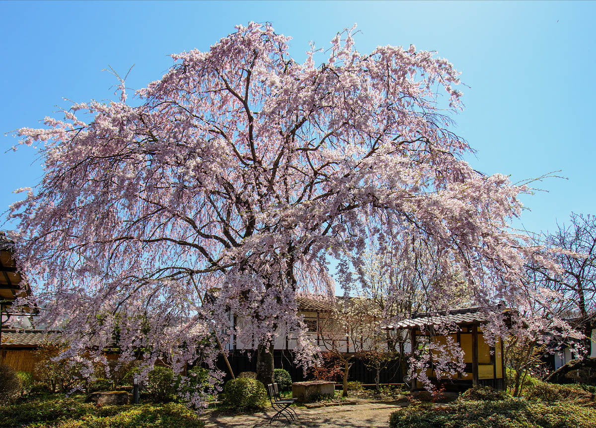 中庭 しだれ桜/旅籠屋丸一